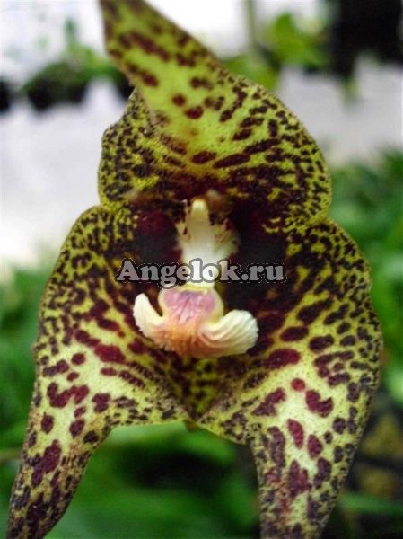 фото Дракула (Dracula andreettae) от магазина магазина орхидей Ангелок