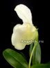 фото Пафиопедилум Белая Леди (Paphiopedilum White Lady) от магазина магазина орхидей Ангелок