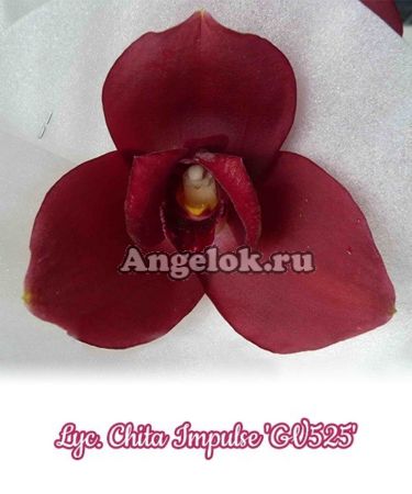 фото Ликаста (Lyc. Chita Impulse) Тайвань от магазина магазина орхидей Ангелок