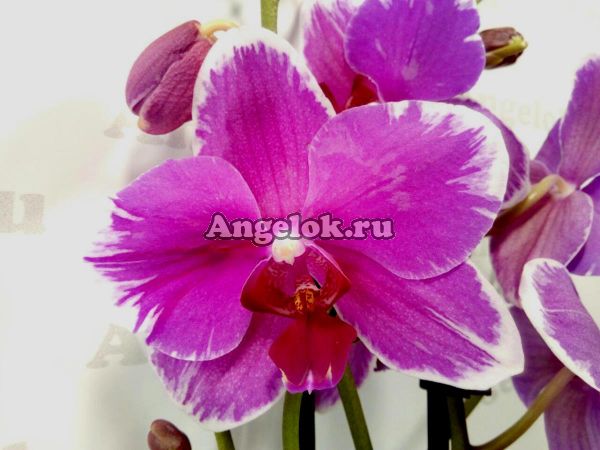 фото Фаленопсис Морозная ягода (Phalaenopsis Frosty berry) от магазина магазина орхидей Ангелок