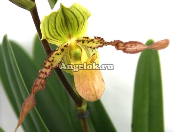 фото Пафиопедилум (Paphiopedilum) p-05 от магазина магазина орхидей Ангелок