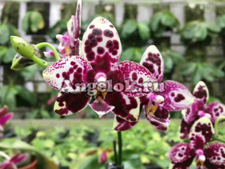 фото Фаленопсис (Phalaenopsis TH's Pit Viper) Тайвань от магазина магазина орхидей Ангелок
