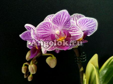 фото Фаленопсис Сого Вивьен (Phalaenopsis Sogo Vivien) от магазина магазина орхидей Ангелок