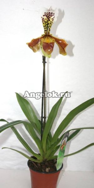 фото Пафиопедилум (Paphiopedilum) p-02 от магазина магазина орхидей Ангелок