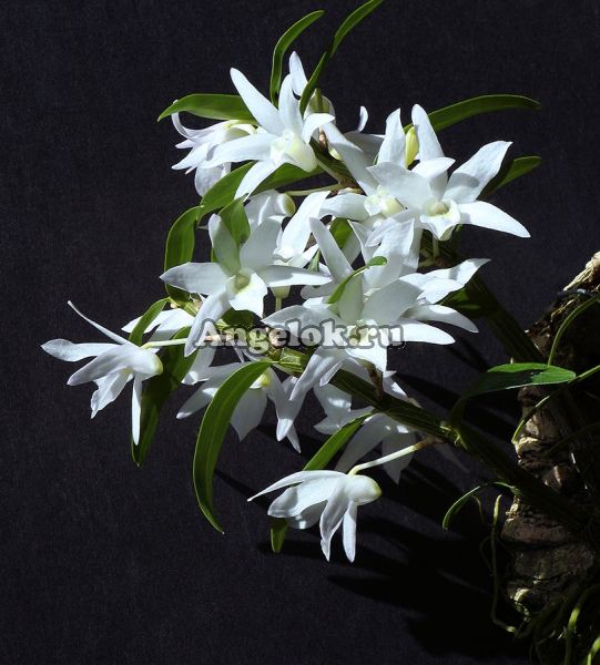 Дендробиум монилиформе (Dendrobium moniliforme alboviolaceum)
