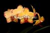 фото Фаленопсис Попугай (Phalaenopsis Papagayo) от магазина магазина орхидей Ангелок