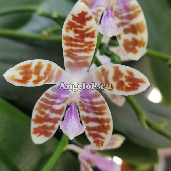 фото Фаленопсис Марии на Тетраспис (Phalaenopsis  mariae × tetraspis 'C1') от магазина магазина орхидей Ангелок