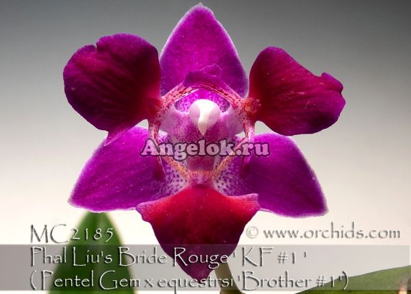 фото Фаленопсис пелорик (Phalaenopsis Liu’s Bride Rouge “KF #1 ” ES type) Тайвань от магазина магазина орхидей Ангелок