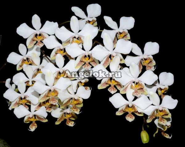 фото Фаленопсис Стюарта (Phalaenopsis stuartiana tipo × sib) Тайвань от магазина магазина орхидей Ангелок