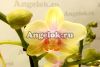фото Фаленопсис Сияющая Девушка (Phalaenopsis Shiny Girl) от магазина магазина орхидей Ангелок