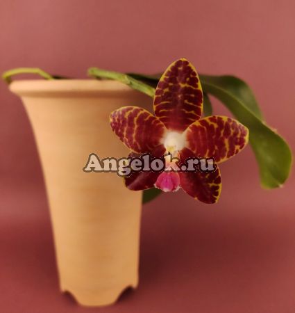 фото Фаленопсис (Phalaenopsis Pylo’s Mosaic) Тайвань от магазина магазина орхидей Ангелок