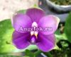 фото Фаленопсис (P. Jennifer Palomer × violacea indigo) Тайвань от магазина магазина орхидей Ангелок