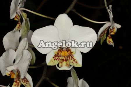 фото Фаленопсис Стюарта детка (Phalaenopsis stuartiana × sib) Тайвань от магазина магазина орхидей Ангелок