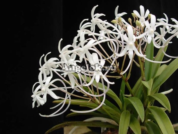 фото Неофинетия (Neofinetia falcata) от магазина магазина орхидей Ангелок