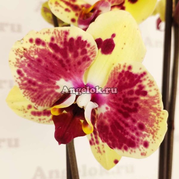 фото Фаленопсис (Phalaenopsis Exotic punch) от магазина магазина орхидей Ангелок