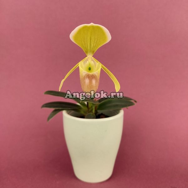 фото Пафиопедилум Елены (Paphiopedilum helenae) от магазина магазина орхидей Ангелок
