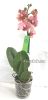Фаленопсис (Phalaenopsis ) ph-87