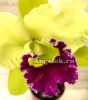 фото Каттлея (Blc.Ahchung Emerald) от магазина магазина орхидей Ангелок