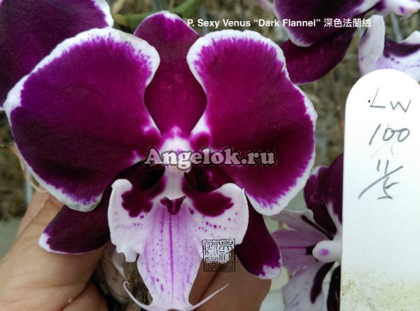 фото Фаленопсис Биг Лип (P. Sexy Venus Dark Flannel) Тайвань от магазина магазина орхидей Ангелок