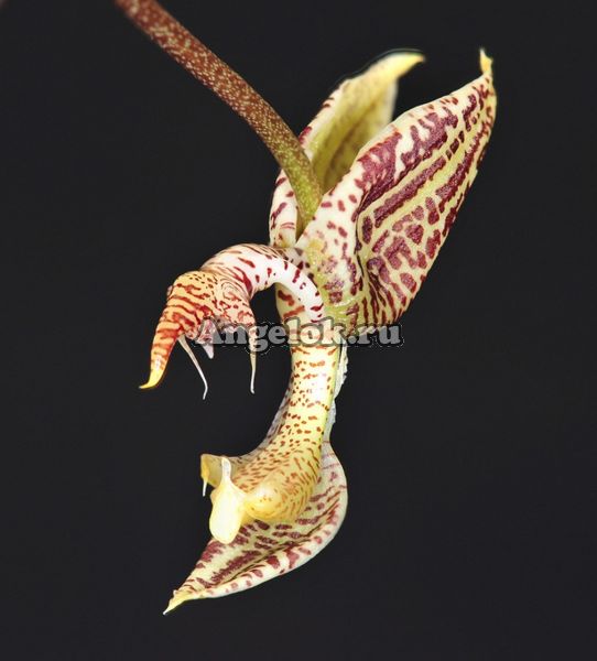 фото Гонгора (Gongora truncata) от магазина магазина орхидей Ангелок