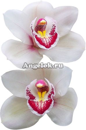 фото Цимбидиум Кети Флер (Cymbidium Katy Flor) от магазина магазина орхидей Ангелок