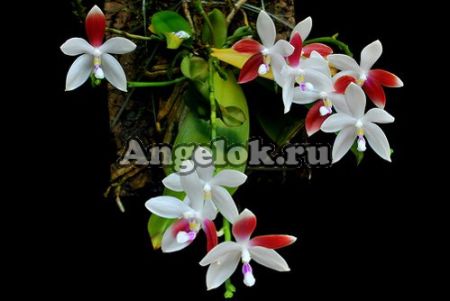 фото Фаленопсис Тетраспис (P. tetraspis'C1') детка Тайвань от магазина магазина орхидей Ангелок