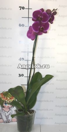 Фаленопсис (Phalaenopsis ) ph-51