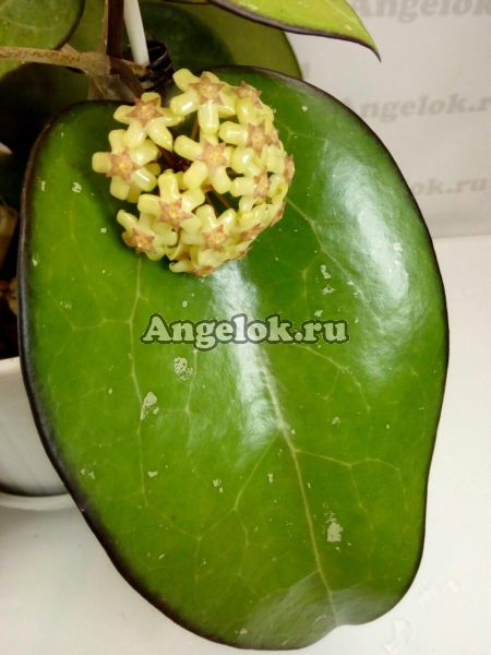 фото Хойя Джой (Hoya cv. Joy) черенок от магазина магазина орхидей Ангелок