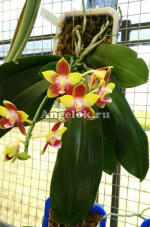 фото Фаленопсис (P.Tying Shin Fly Eagle (MC)) Тайвань от магазина магазина орхидей Ангелок