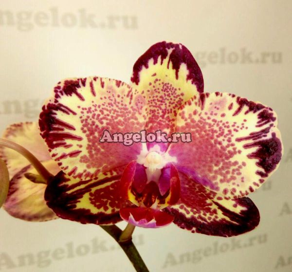 фото Фаленопсис Биг Бенг (Phalaenopsis I-Hsin The Big Bang) Тайвань от магазина магазина орхидей Ангелок
