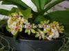 фото Гастрохилус японский (Gastrochilus japonicus) Тайвань от магазина магазина орхидей Ангелок