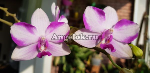фото Фаленопсис Моцарт (Phalaenopsis Mozart '2363') Тайвань от магазина магазина орхидей Ангелок