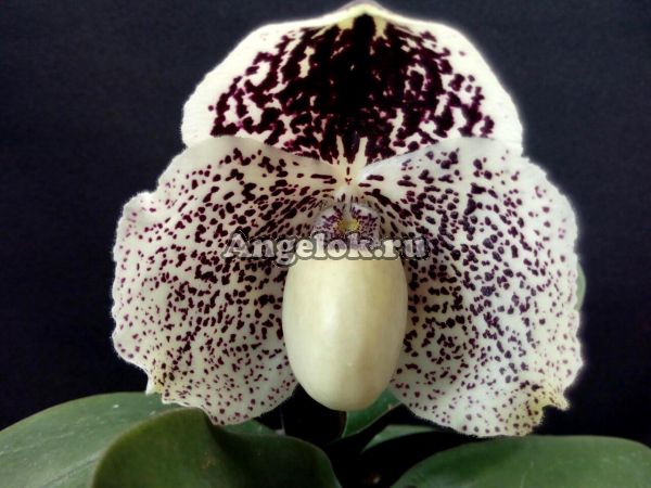 фото Пафиопедилум Годефроя (Paphiopedilum godefroyae) от магазина магазина орхидей Ангелок