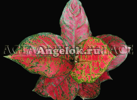 фото Аглаонема (Aglaonema Dan Manee) от магазина магазина орхидей Ангелок