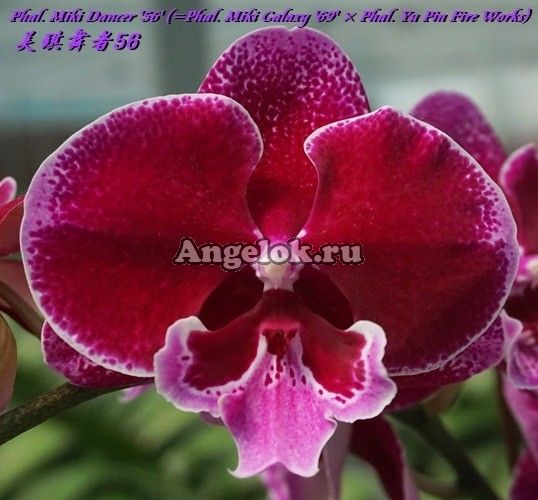 фото Фаленопсис Биг Лип (Phalaenopsis Miki Dancer '56' ) Тайвань от магазина магазина орхидей Ангелок