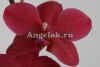 фото Фаленопсис (Phalaenopsis ) ph-49 от магазина магазина орхидей Ангелок