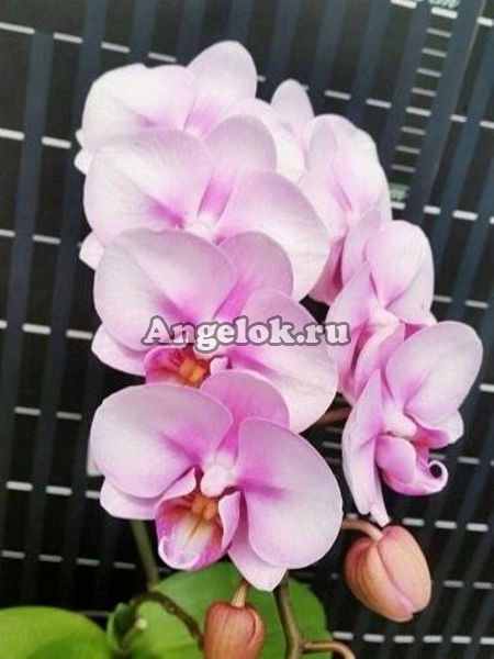 фото Фаленопсис (Phalaenopsis Miki Sakura'1327') Тайвань от магазина магазина орхидей Ангелок