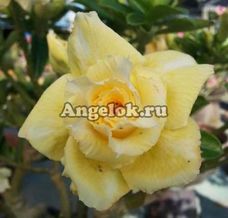 фото Адениум (Adenium obesum Sutikan) от магазина магазина орхидей Ангелок