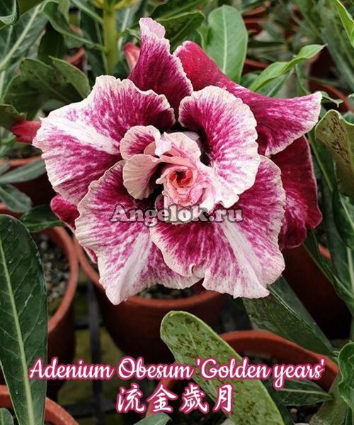фото Адениум (Adenium obesum Golden years) от магазина магазина орхидей Ангелок