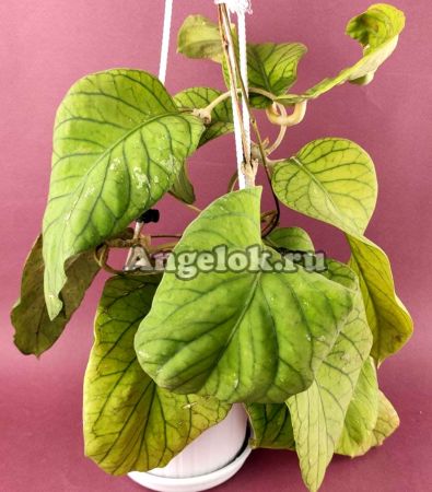 фото Хойя  (Hoya vitellinoides) черенок от магазина магазина орхидей Ангелок