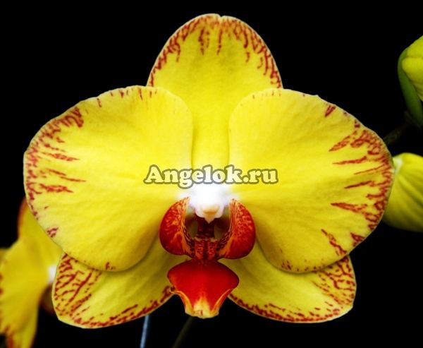 фото Фаленопсис (Phalaenopsis OX Lottery) Тайвань от магазина магазина орхидей Ангелок