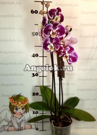 Фаленопсис (Phalaenopsis ) ph-92