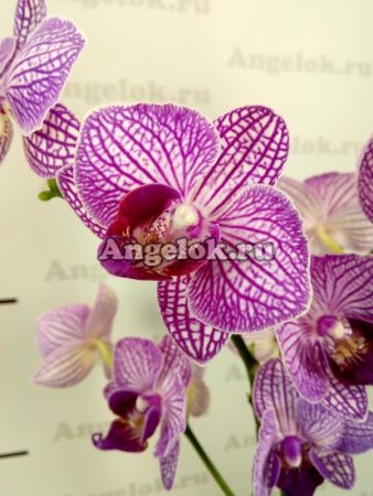 фото Фаленопсис (Phalaenopsis ) ph-12_2 от магазина магазина орхидей Ангелок