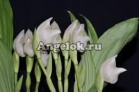 фото Ангулоа (Anguloa tognettiae) от магазина магазина орхидей Ангелок