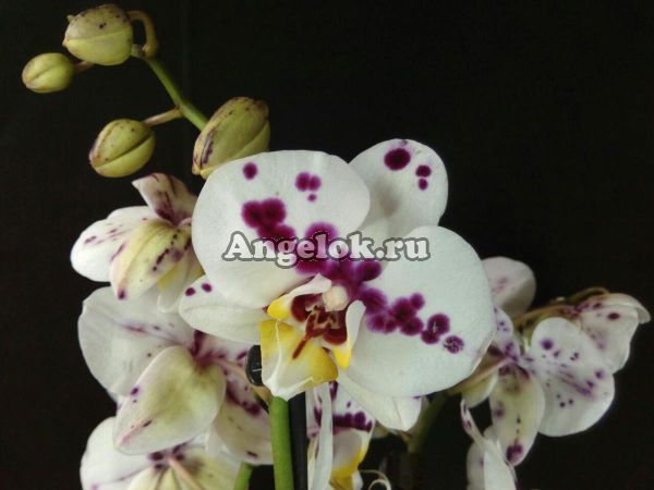 фото Фаленопсис Келлион (Phalaenopsis Kellion) от магазина магазина орхидей Ангелок