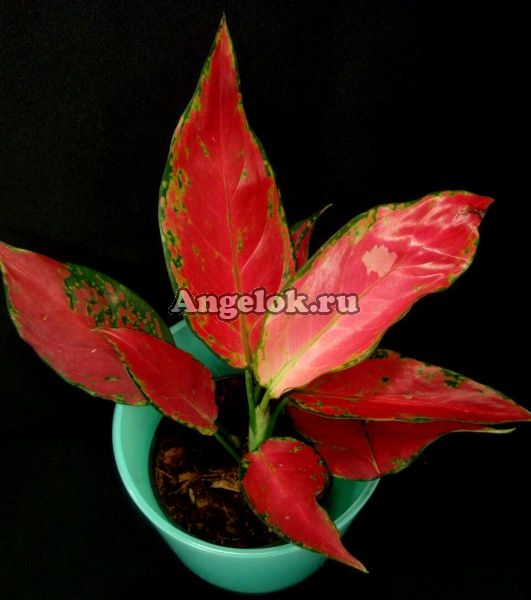 фото Аглаонема (Solid Red Anyamanee) от магазина магазина орхидей Ангелок