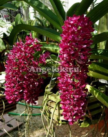 фото Ринхостилис (Rhy.gigantea dark red) Тайвань от магазина магазина орхидей Ангелок