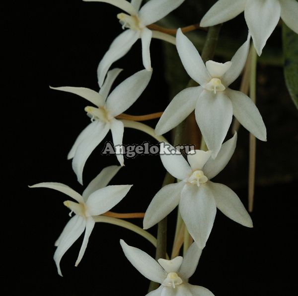 фото Аэрангис (Aerangis mystacidii) от магазина магазина орхидей Ангелок