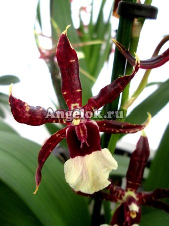 фото Камбрия (Odontonia Samurai) от магазина магазина орхидей Ангелок
