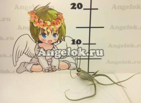 фото Тилландсия Голова медузы (Tillandsia caput-medusae) от магазина магазина орхидей Ангелок